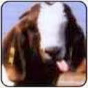 Turkeyphant avatar
