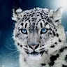 Himo avatar