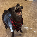 LoganTheDistroEnthusiast avatar