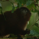 Pierre Raynard avatar