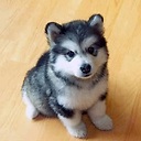 pomsky avatar