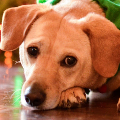 Roy Hernandez avatar