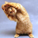 Cedric Ipkiss avatar