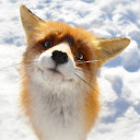 F00x avatar