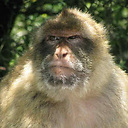 netfed avatar